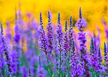 穿越40年！《极限竞速:地平线5》带你了解日系车文化